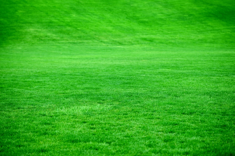 Transform Your Yard with Professional Landscaping
